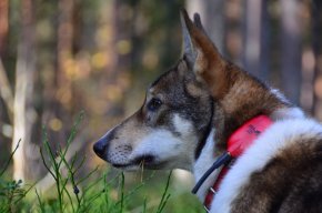 Hundkurser i Bollnäs, Hundkurser i Hälsingland, Hundkurser, jakthundskurs, fyra lätta steg